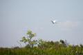 IMG_8845 large bird flying above marsh